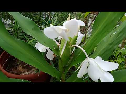 Sontaka flowers  Hedychium coronarium