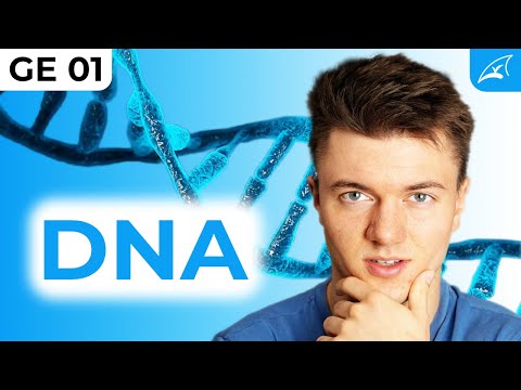 Der Aufbau der DNA - einfach erklärt! // Funktion, Struktur, Basen, Histone, Kondensationsstufen …