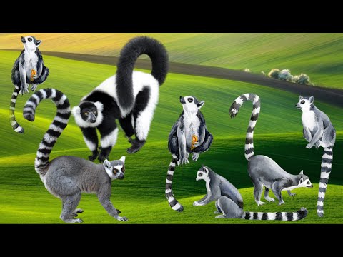 Lemur Dance, Featurette Island of Lemur awaaz and video...