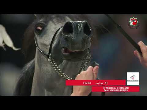 61 D ASERAH _ ABU DHABI INTERNATIONAL HORSE CHAMPIONSHIP  22 - 25 February  2024