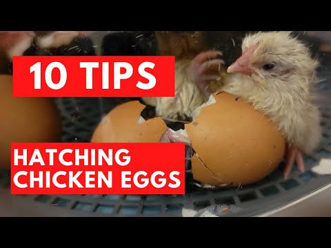Ten Great Tips to Incubate Chicken Eggs