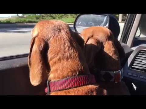 Flaca and Boris on a drive