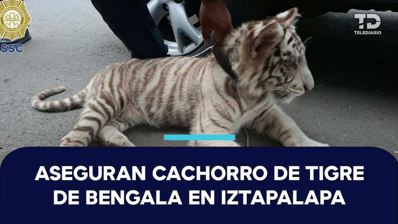 Detienen a hombre con cachorro de tigre de bengala en Iztapalapa; intentó huir