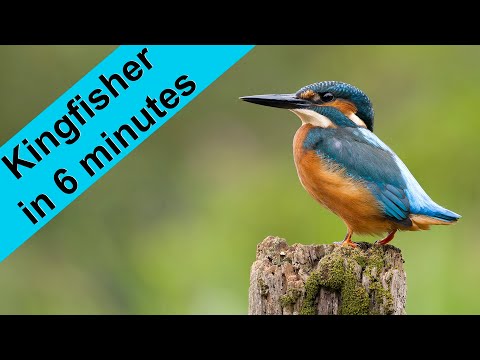 The Secret to Photographing Kingfishers in 6 Minutes Revealed!