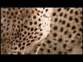 Solitary Females Big Cat Family Histories BBC Earth