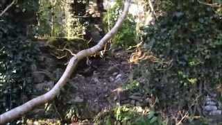 preview picture of video 'A walk by the River Tamar in Gunnislake. Ruins of Bealswood Brickworks'