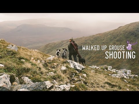 WALKED UP GROUSE SHOOTING - SCHOTTLAND