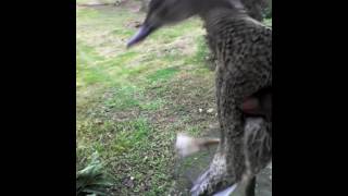 Saw it on the road it have problem flying.