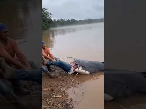 #pescaria rio palmeiras Espigão D'Oeste Rondônia