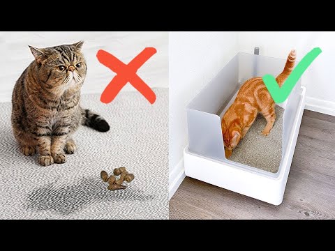 5 Weird Reasons Your Cat Goes Outside the Litter Box | And Solutions!