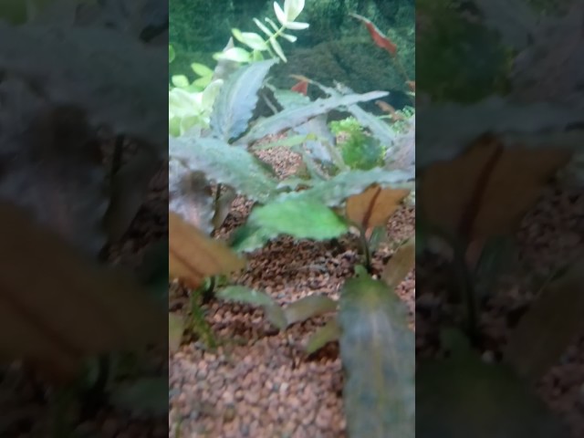 Gambas y corydoras comiendo