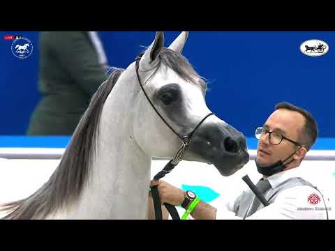 N 81 JURI AL BIDAYER   Dubai International Arabian Horse Championship 2021   Mares 4 6 Years Old Cla