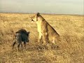 Por qué el león no ataca al cerdito?