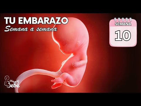 ❤️ Semana 10 de embarazo 🤰 Síntomas, consejos y desarrollo del bebé | El embarazo semana a semana