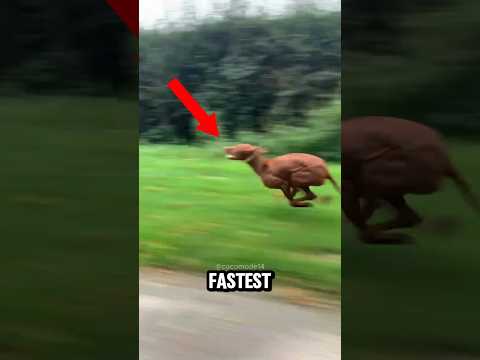 Top 4 FASTEST Animals on Earth That Don’t Even Need Wheels #pets #animals #speed