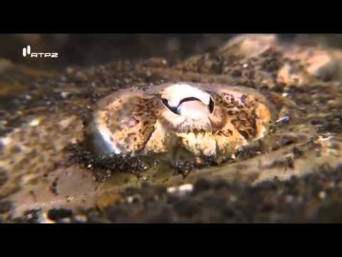 O Quilômetro Quadrado mais Estranho do Oceano Completo e Legendado)