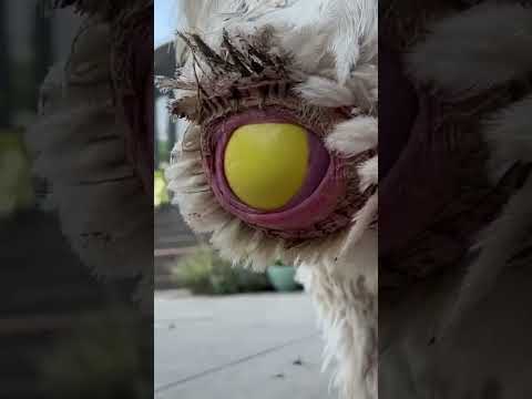 big Emu laying egg #shorts #viral #shortsvideo #egg #big