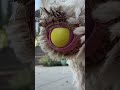 Big Emu Laying Egg Shorts Viral Shortsvideo Egg Big