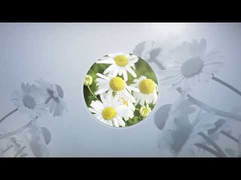 Wirkung von Kamille bei Magen-Darm-Erkrankungen