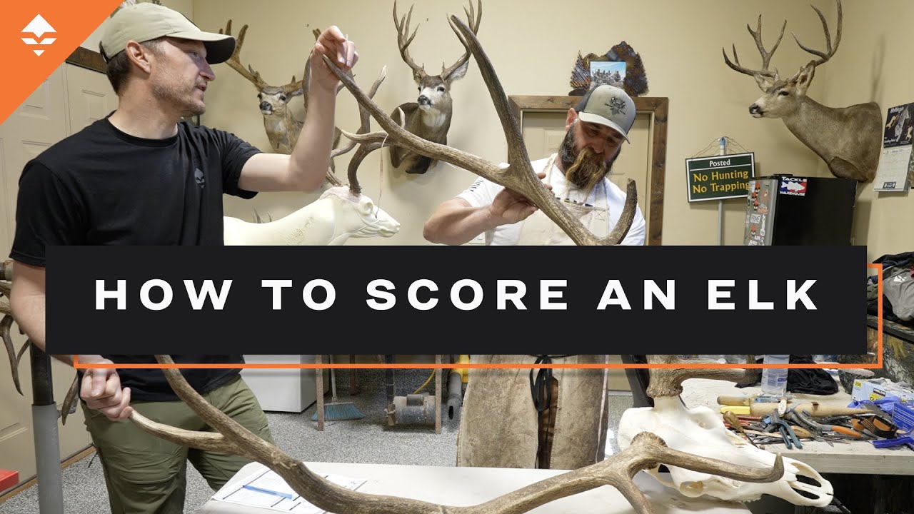 How To Score An Elk