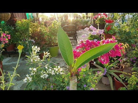My terrace garden with the onset of summer Video