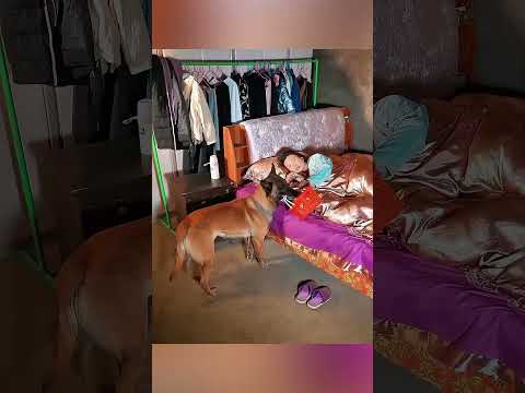 La mujer pensó que su perro había muerto.