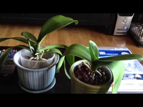 Rescue orchid experiment update #4