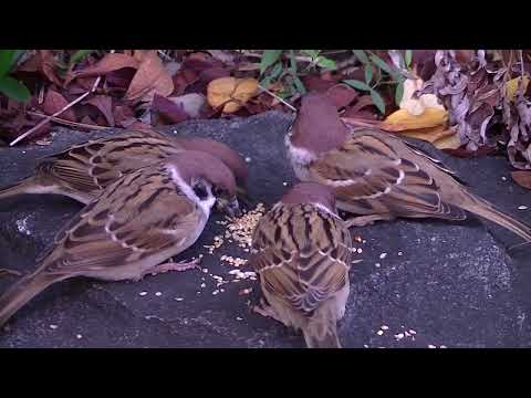 Pardais se reunindo para comer na calçada 20231113 2 (Santuário Tenmangu)