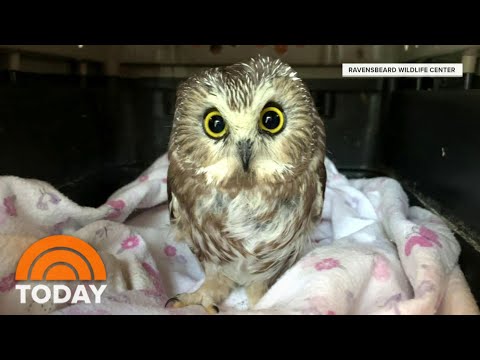 Rockefeller Center Christmas Tree Owl Is Released Back Into The Wild | TODAY