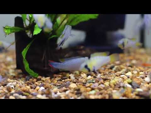 Apistogramma panduro