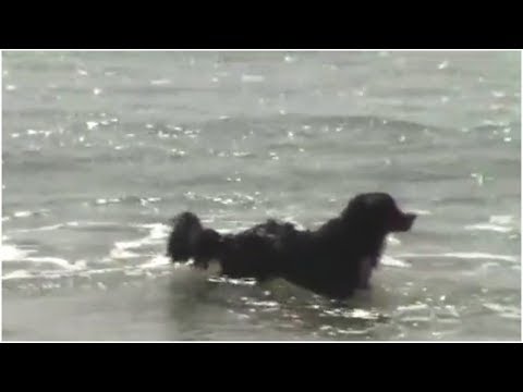 When This Dog Heard Desperate Screams Coming From The Waves, He Bravely Rushed In To Help.