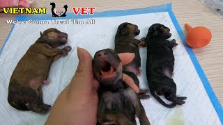 Applying CPR to revive 4 baby newborn puppies – God bless them!