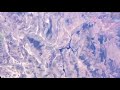 Donald Duck Google Earth Short Huey Dewey And Louie Cry Coming Soon