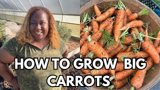 How to Grow BIG Carrots| Step by Step Carrot Tips