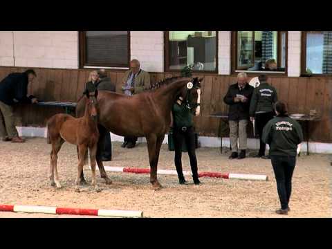 Danone Hengstfohlen 2011