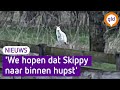 Zoektocht naar ontsnapte witte kangoeroe op de Veluwe