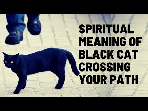 |Spiritual Meaning Of Black Cat Crossing Your Path|, 