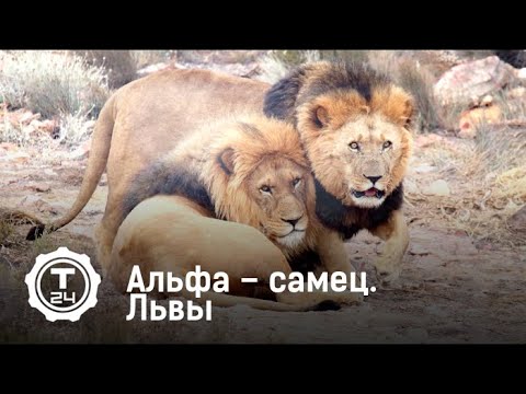 Альфа – самец. Львы