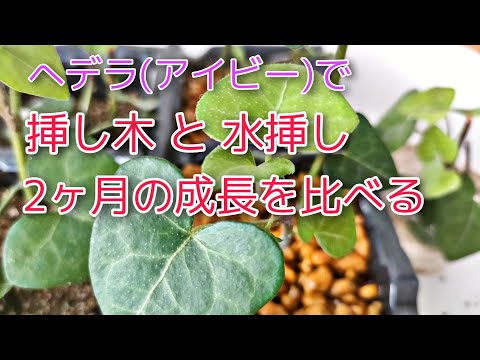 アイビーの挿し木はいつ取るのですか？どうやって ？リーダーに従う ！  庭園