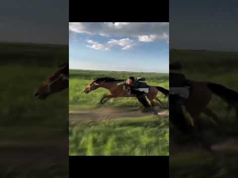 Towa - Most Wanted #memes #shorts