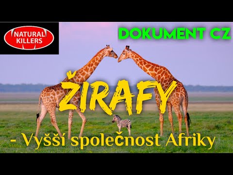 33 ŽIRAFY - Vyšší společnost Afriky (DOKUMENT - Predátoři zblízka)