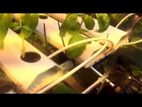 Hydroponic Greenhouse, Fractal Water Testing in NFT hydroponics. Side by side CEA grow trial