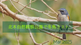 北本自然観察公園で冬鳥フィナーレ！