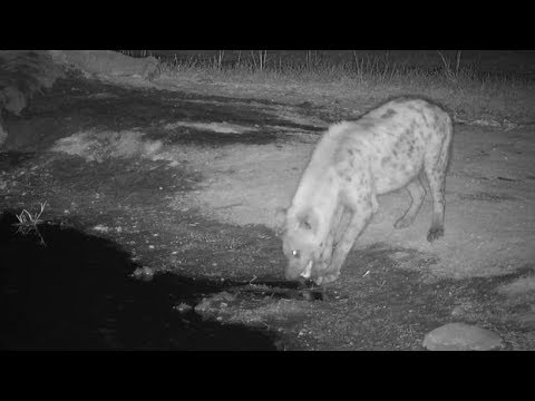 Djuma: Leopard-Tlalamba female quickly leaves as lone Hyena shows up - 19:28 - 08/28/19
