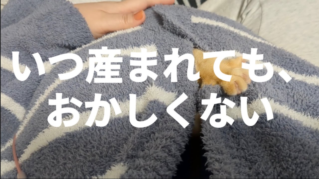 お腹に入るのが好きな茶トラは、中で何をしているのかというと…