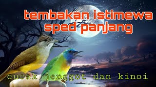 Download lagu Tembakan mewah sped rapat cucak jenggot dan kinoi 🔥🔥 mp3