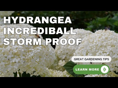 Incrediball Storm Proof Plant Hydrangea Outstanding Shrub! #landscape #garden #hydrangea