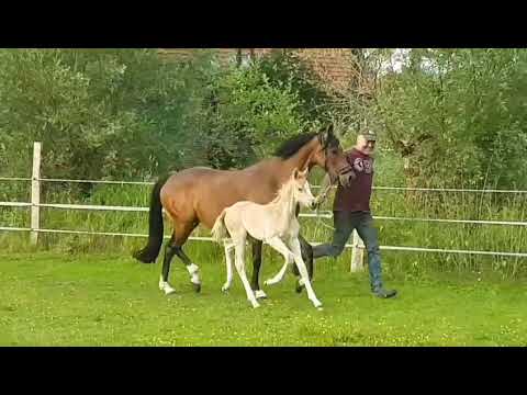 Double Design W v. Diamond Touch NRW x Orchard Boginov