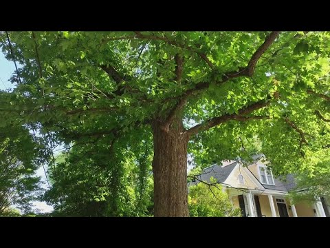 Athens legend: The tree that owns itself