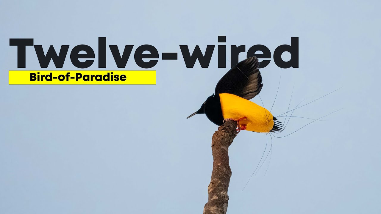Twelve-wired bird-of-paradise (Seleucidis melanoleucus) | 4K | Nimbokrang, West Papua